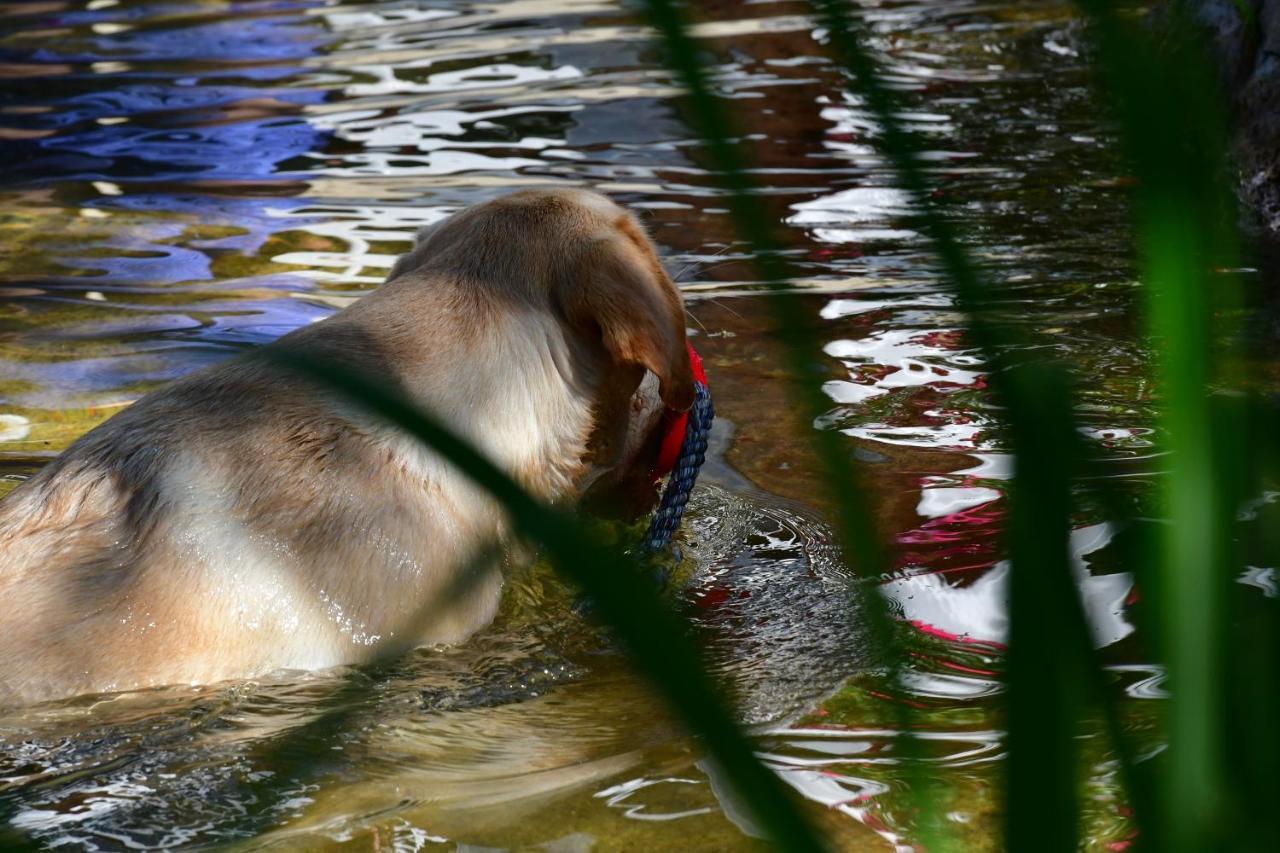Naturforsthaus Ferienwohnung Fuer Hunde- Und Tierverbundene Menschen Preitenegg 外观 照片