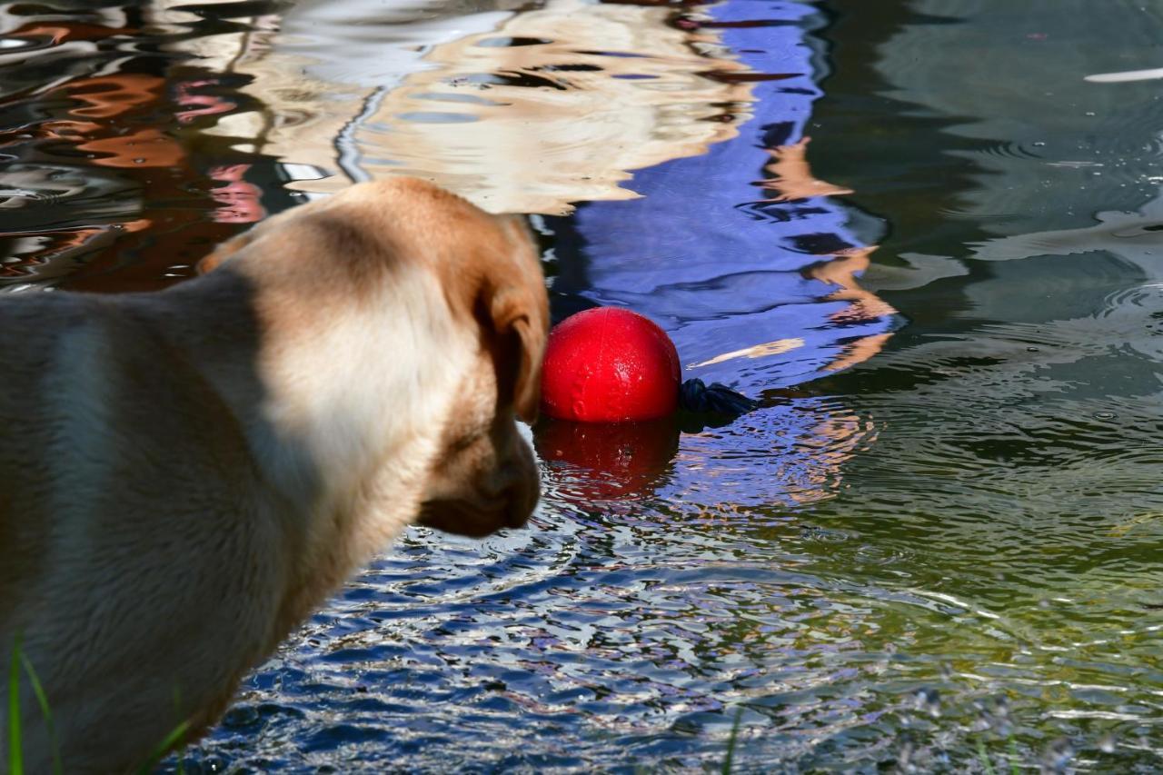 Naturforsthaus Ferienwohnung Fuer Hunde- Und Tierverbundene Menschen Preitenegg 外观 照片